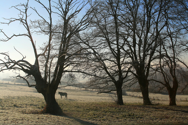 matin d'hiver en campagne - Photo, Image
