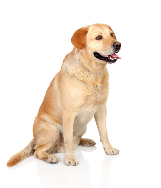 美しいラブラドル ・ レトリーバー犬大人 - 写真・画像