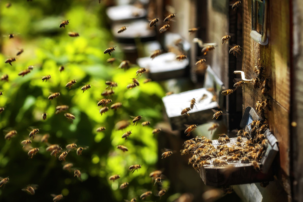 A méhek a leszállás egy g táblák közlekedő méhészt csalánkiütés - Fotó, kép