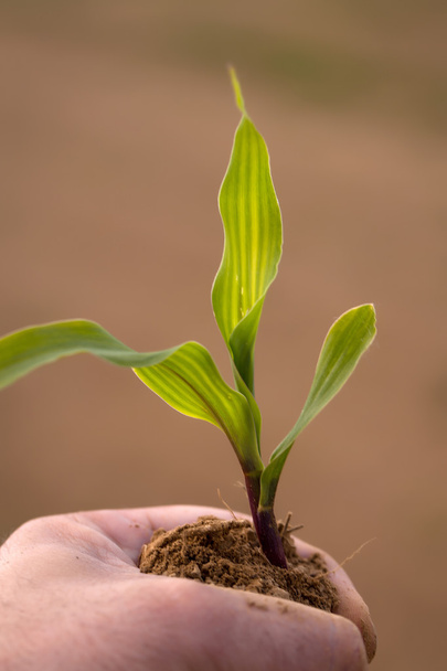 green seeding in human hand - Photo, Image