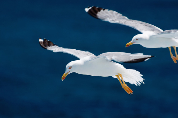 Gaviotas en vuelo sobre el mar azul
 - Foto, Imagen