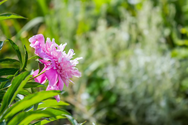 Квітка півонії в саду
 - Фото, зображення