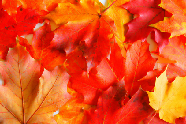 Фон осінь Мейпл-Ліфс - Фото, зображення