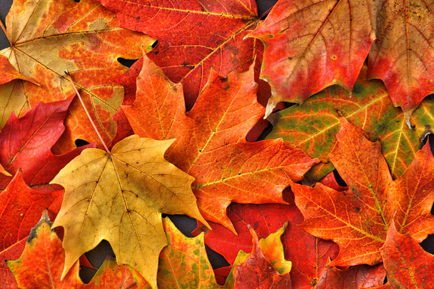Фон осінь Мейпл-Ліфс - Фото, зображення