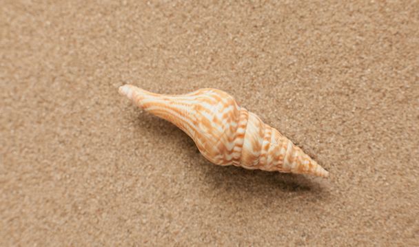 Summer. Summer background. Summer accessories, Summer concept . Starfish with sand as background. Sand texture - Φωτογραφία, εικόνα