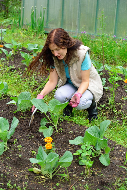 The girl with the green thumb loose soil on a bed of cabbage on  - 写真・画像