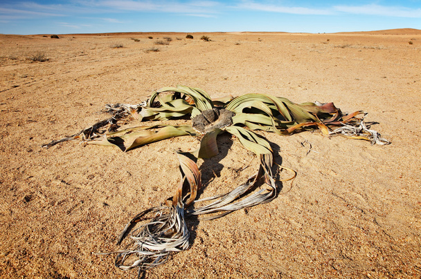 Planta del desierto Welwitschia Mirabilis
 - Foto, imagen