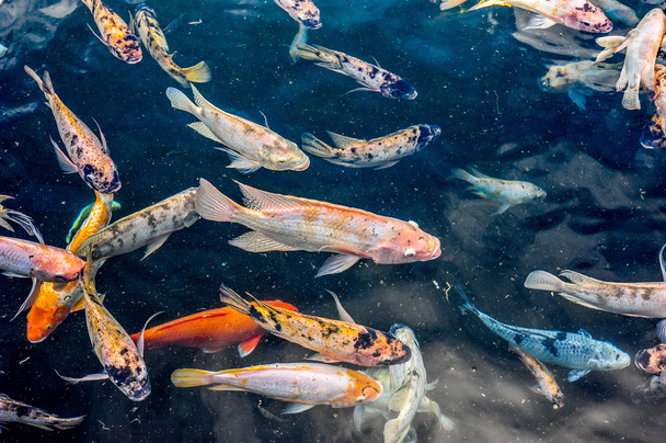 Różnych azjatyckich staw ryb, pływanie w stawie - Zdjęcie, obraz