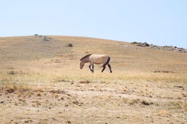 Przewalski hevonen laitumella Mongolian arolla
 - Valokuva, kuva