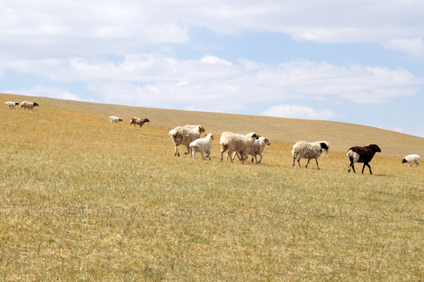 Shaggy Mongoolse koeien grazen in de Mongoolse steppe - Foto, afbeelding