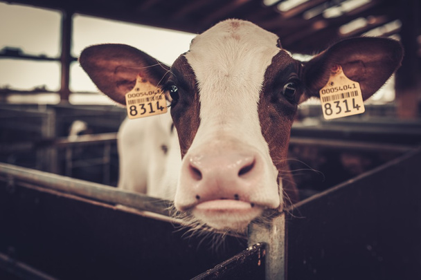Telata v kravíně v mléčné farmě. - Fotografie, Obrázek