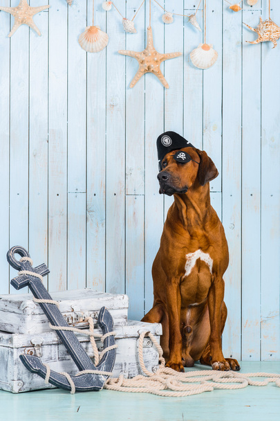 Rhodesian Ridgeback dog dressed like a pirate with its treasures - Photo, image