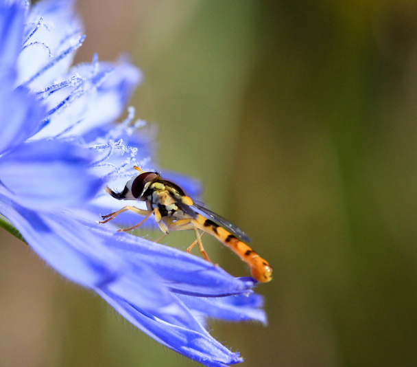 Комарів на ранній ранок на блакитному Дика квітка - Фото, зображення