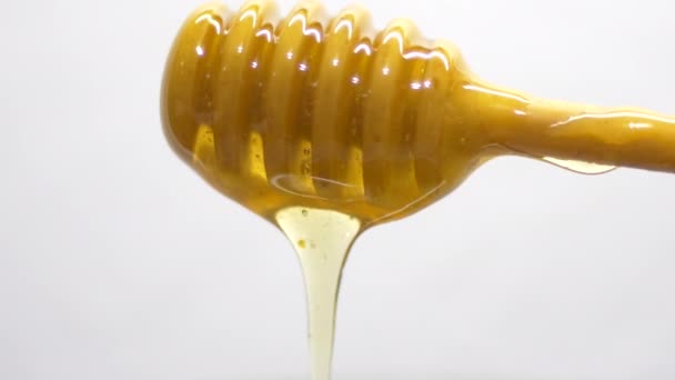 Makro von Honig, der vom Stock tropft - Filmmaterial, Video