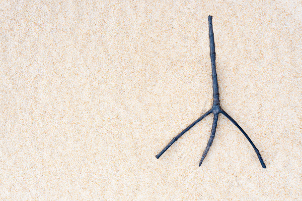 Twig on sand - Photo, Image