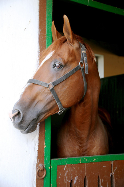 Гидран разводит портрет головы лошади с тревожным выражением лица
 - Фото, изображение