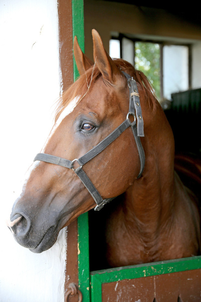 Gidran cins at başı uyarı bir ifade ile portre profil - Fotoğraf, Görsel
