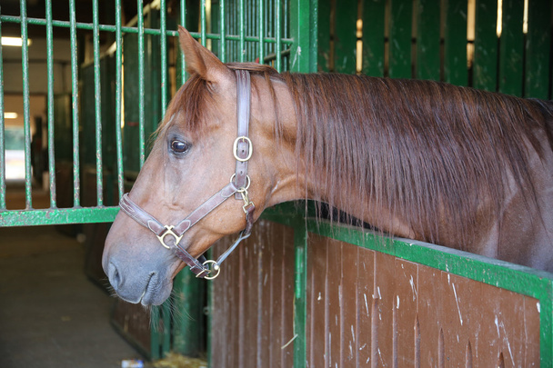 Curioso caballo de color castaño mirando por la ventana estable en la granja
 - Foto, imagen