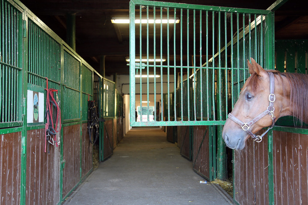 Ciekawy kasztanowe kolor konia patrząc stabilne okno na ranczo - Zdjęcie, obraz