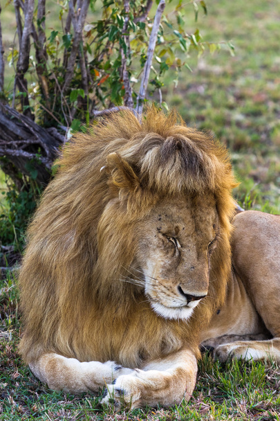 Do not awake to the lion. Lion. Asleep king of beasts. Masai Mara, Kenya - Фото, изображение