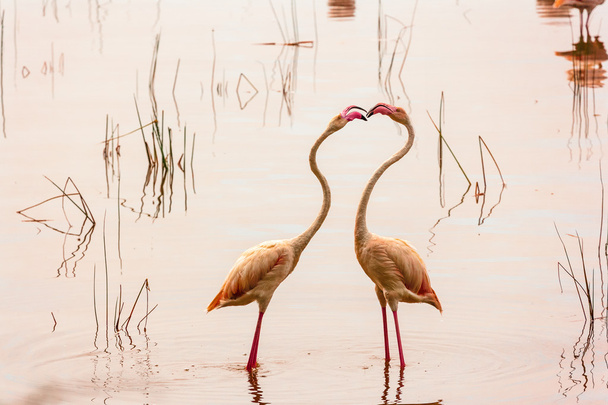  Rakkauden tanssi. Tanssivat flamingot Nakuru-järvellä. Kenia
. - Valokuva, kuva