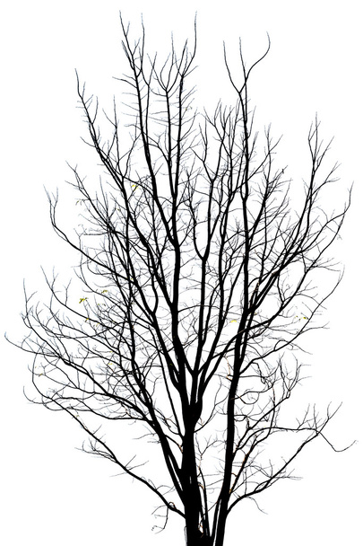 Мертвое дерево
 - Фото, изображение
