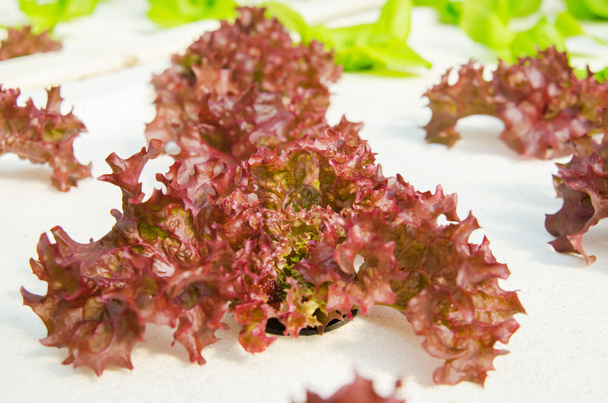 Closeup of lettuce vegetables - Foto, Imagen