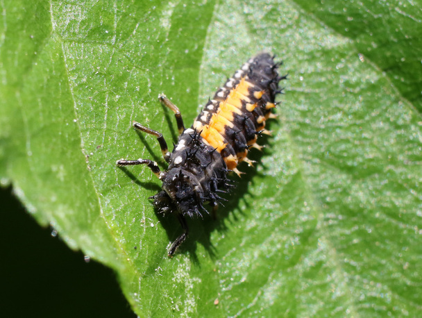 Ladybug Larva - Harmonia axyridis - Photo, Image