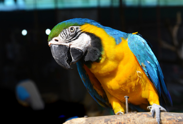 Eläintarhan macaw-lintu
 - Valokuva, kuva