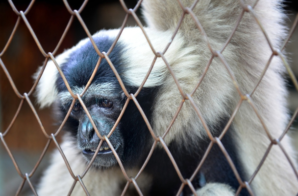 Das Leben des Affen im Käfig - Foto, Bild