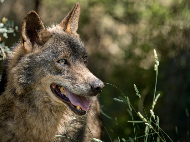 夏に茂みの中で狼の肖像画 (Canis lupus signatus) - 写真・画像