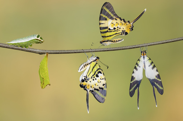 Ciclo di vita della farfalla coda di spada a cinque barre (antiphates pompilius
) - Foto, immagini