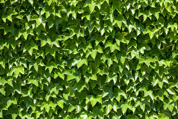 yeşil duvar - Fotoğraf, Görsel