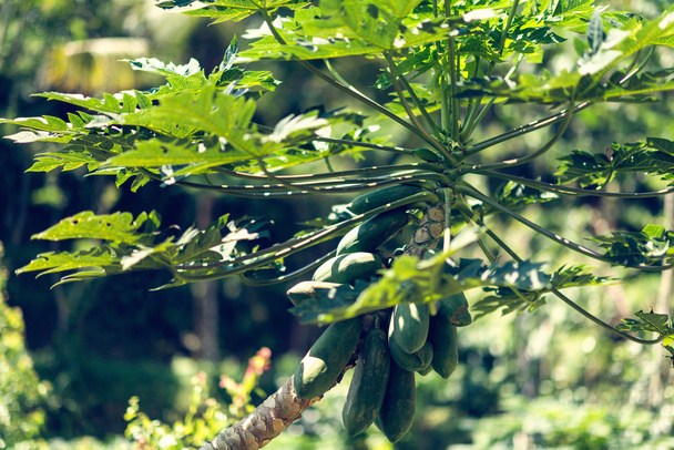 fruits de papaye sur arbre
 - Photo, image