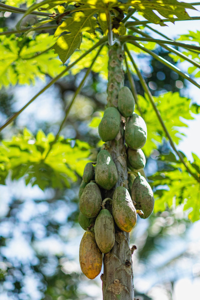 木の上のパパイヤの果物 - 写真・画像