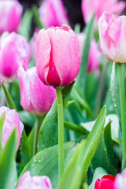 mooi boeket van roze tulpen - Foto, afbeelding