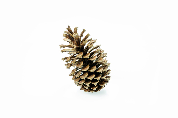 cone de pinho marrom isolado no fundo branco - Foto, Imagem