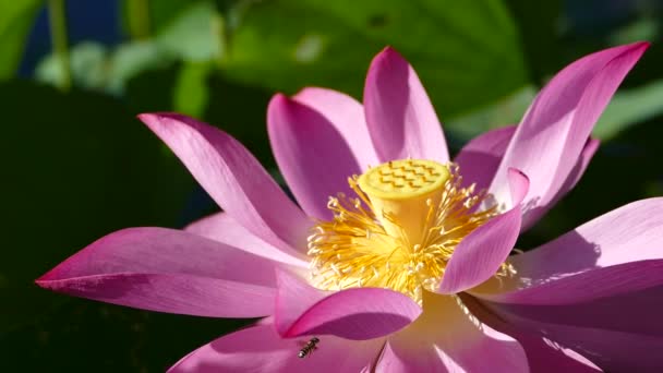 güzel yeşil pembe lotus arka plan rengi değiştirmez - Video, Çekim