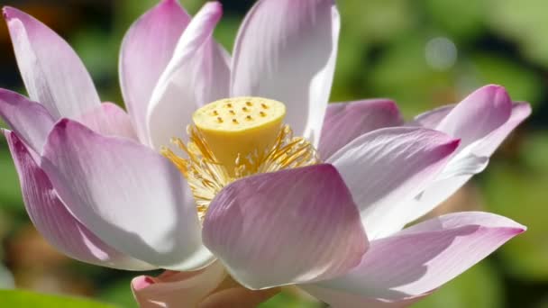rosa Lotus mit schönen grünen Blättern Hintergrundfarbe - Filmmaterial, Video