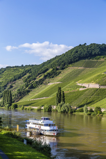 famous Moselle Sinuosity in Trittenheim with  cruise ship - Fotó, kép