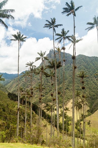 Palmeras de cera en el valle del Cocora
 - Foto, Imagen