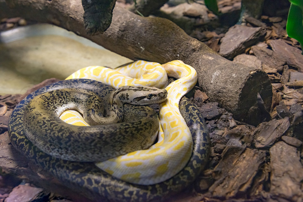 Jiboia (Epicrates cenchria) is a boa species endemic to Central and South America. - Photo, Image