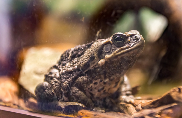 Giant cururu toad (rhinella jimi) sits quietly - Photo, Image