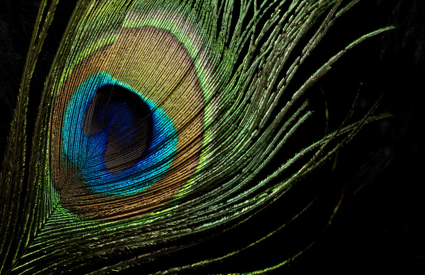 Piuma di pavone - Foto, immagini