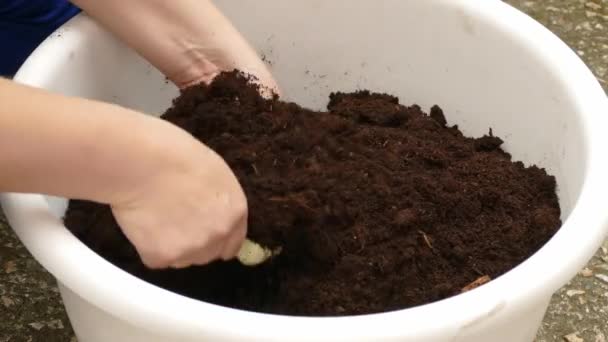 Háziasszony keverés talajt ültetés - Felvétel, videó