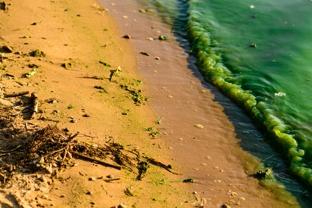 algal blooms, green surf beach on the lake, shallow depth of fie - Photo, Image