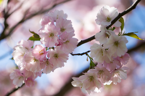 Cherry blossom background with spring day. - Fotoğraf, Görsel