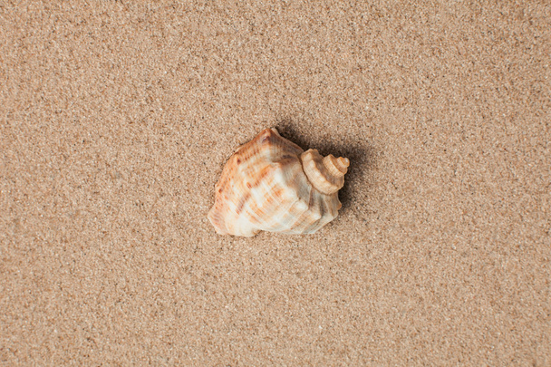 Starfish and shells with sand as background. Sand texture - Φωτογραφία, εικόνα