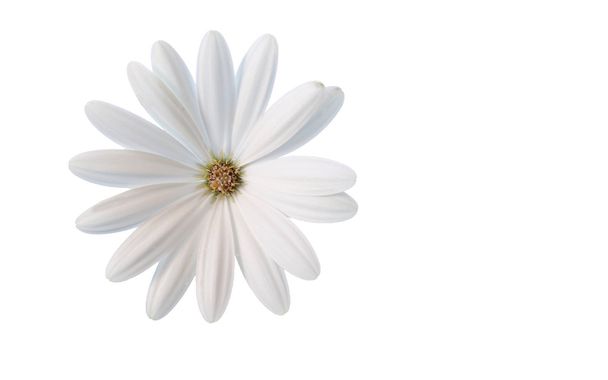 Valkoinen kukka unelma - Viljelty valkoinen päivänkakkara valkoisella pohjalla
 - Valokuva, kuva