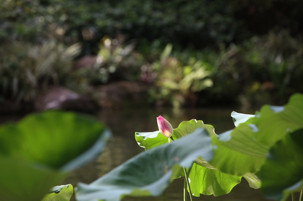 池で蓮の花のつぼみ - 写真・画像